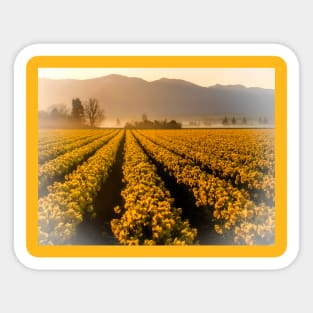 Golden Field Sticker